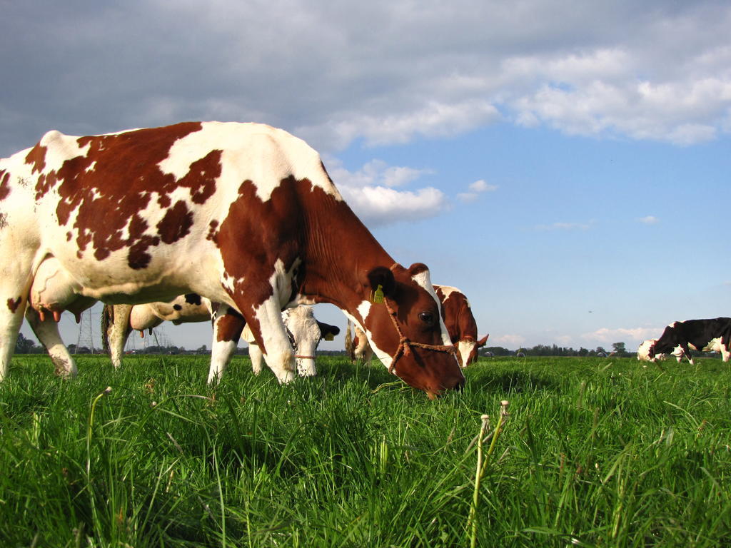 Boerderij Hazenveld Kockengen